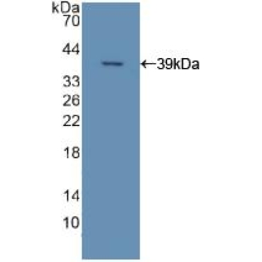 Apolipoprotein C2 (APOC2) Mouse Polyclonal Antibody