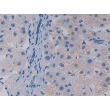 Apolipoprotein A5 (APOA5) Human Polyclonal Antibody