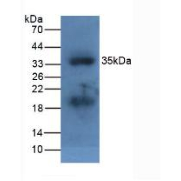 Apolipoprotein A5 (APOA5) Mouse Polyclonal Antibody