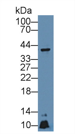 Apolipoprotein A5 (APOA5) Rat Polyclonal Antibody