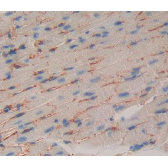 Cadherin, Myotubule (CDH15) Human Polyclonal Antibody
