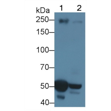 Apolipoprotein B (APOB) Mouse Polyclonal Antibody