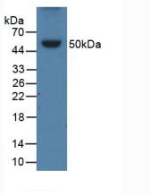 Apolipoprotein B (APOB) Pig Polyclonal Antibody