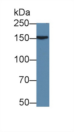 Apolipoprotein B (APOB) Rat Polyclonal Antibody