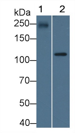 Apolipoprotein B (APOB) Rat Polyclonal Antibody