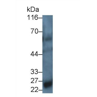 Interleukin 34 (IL34) Mouse Polyclonal Antibody