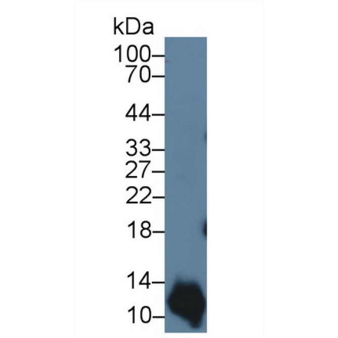 S100 Calcium Binding Protein A2 (S100A2) Bovine (Cattle) Polyclonal Antibody