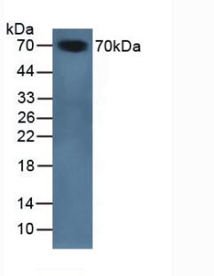 Serpin A10 (SERPINA10) Mouse Polyclonal Antibody