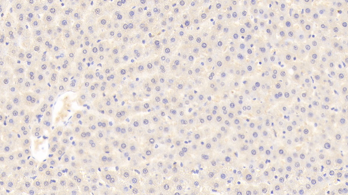 Serpin A10 (SERPINA10) Rat Polyclonal Antibody