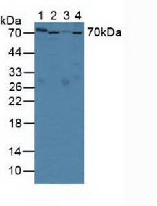 Serpin A10 (SERPINA10) Rat Polyclonal Antibody