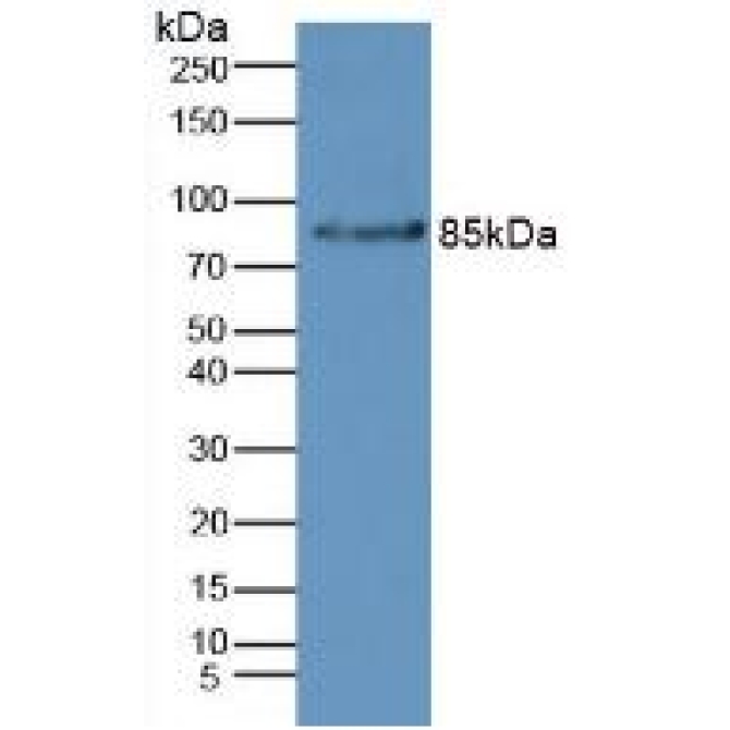 Complement Factor B (CFB) Mouse Polyclonal Antibody