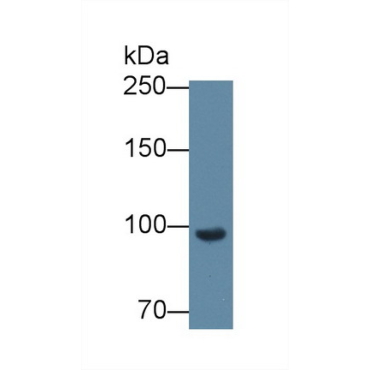 Complement Factor B (CFB) Mouse Polyclonal Antibody