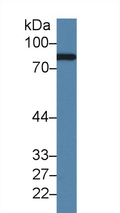 Complement Factor B (CFB) Rat Polyclonal Antibody