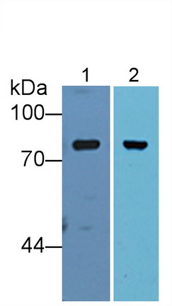 Complement Factor B (CFB) Rat Polyclonal Antibody
