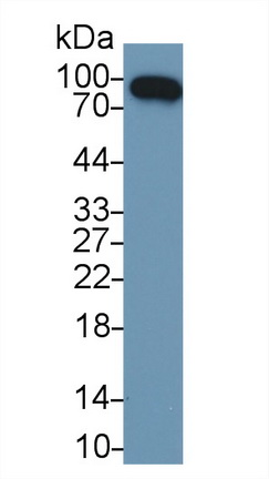 Complement Factor B (CFB) Rat Polyclonal Antibody