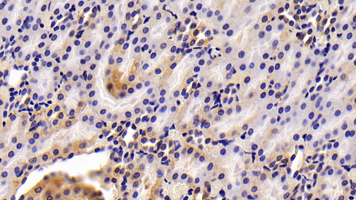 Complement Factor B (CFB) Rat Polyclonal Antibody