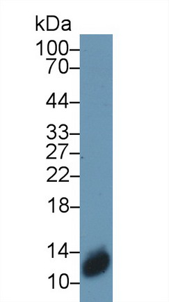 S100 Calcium Binding Protein A3 (S100A3) Human Polyclonal Antibody