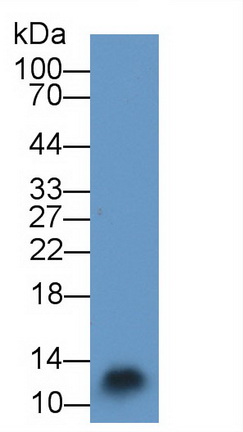 S100 Calcium Binding Protein A3 (S100A3) Rat Polyclonal Antibody