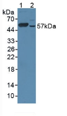 Cytochrome P450 17A1 (CYP17A1) Rat Polyclonal Antibody