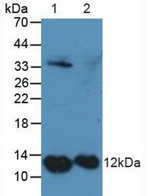 S100 Calcium Binding Protein A4 (S100A4) Human Polyclonal Antibody