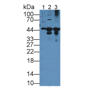 Creatine Kinase B (CK-BB) Canis familiaris; Canine (Dog) Polyclonal Antibody