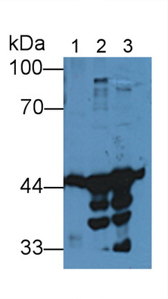 Creatine Kinase B (CK-BB) Rat Polyclonal Antibody