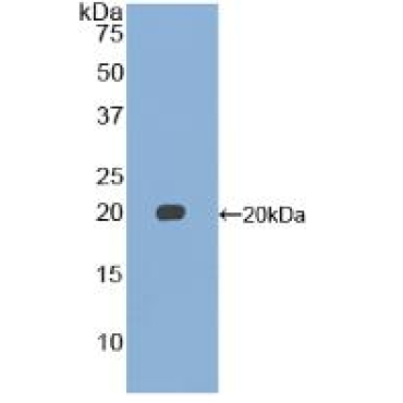 Growth Differentiation Factor 15 (GDF15) Mouse Polyclonal Antibody