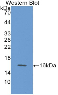 Growth Differentiation Factor 15 (GDF15) Rat Polyclonal Antibody
