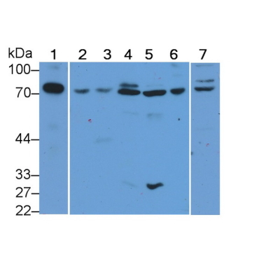 Transferrin (TF) Bovine (Cattle) Polyclonal Antibody