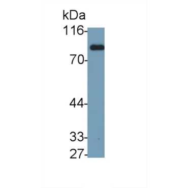 Transferrin (TF) Chicken (Gallus) Polyclonal Antibody