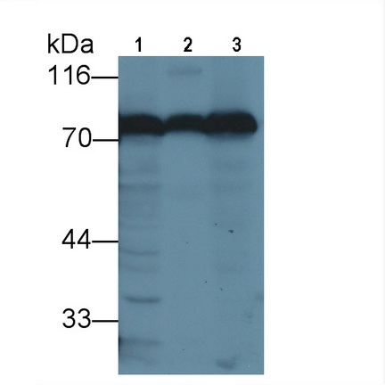Transferrin (TF) Mouse Polyclonal Antibody