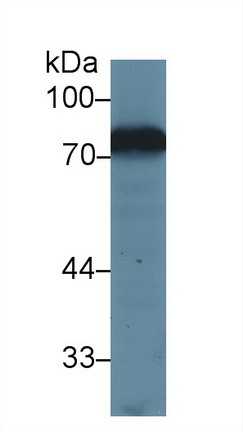 Transferrin (TF) Mouse Polyclonal Antibody