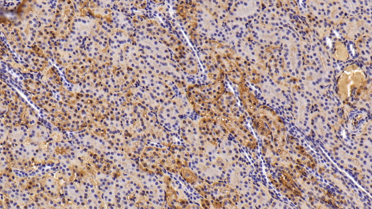 Transferrin (TF) Pig Polyclonal Antibody