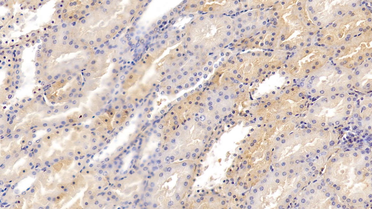 Transferrin (TF) Pig Polyclonal Antibody