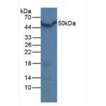 Liver X Receptor Alpha (LXRa) Mouse Polyclonal Antibody
