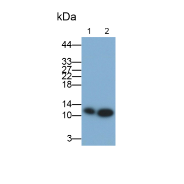 S100 Calcium Binding Protein A10 (S100A10) Bovine (Cattle) Polyclonal Antibody
