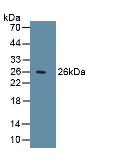 Ki-67 Protein (Ki-67) Rat Polyclonal Antibody