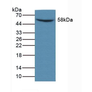 Matrix Metalloproteinase 14 (MMP14) Mouse Polyclonal Antibody