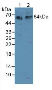 Receptor Activator Of Nuclear Factor Kappa B (RANk) Rat Polyclonal Antibody