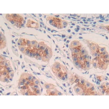 Interleukin 20 (IL20) Human Polyclonal Antibody