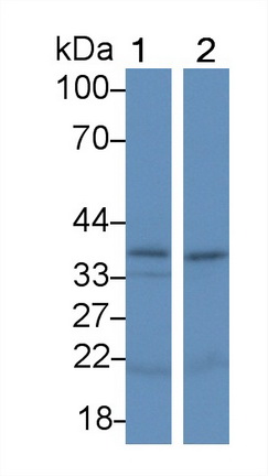 Interleukin 24 (IL24) Rat Polyclonal Antibody