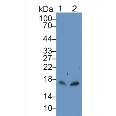 Chemokine C-X-C-Motif Ligand 15 (CXCL15) Mouse Polyclonal Antibody