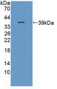 Interferon Inducible T-Cell Alpha Chemoattractant (ITaC) Rat Polyclonal Antibody
