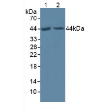 Protein O-Fucosyltransferase 1 (POFUT1) Human Polyclonal Antibody