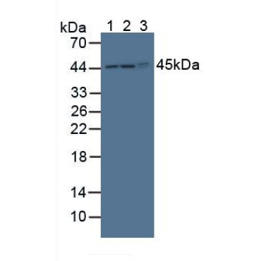 Protein O-Fucosyltransferase 1 (POFUT1) Mouse Polyclonal Antibody