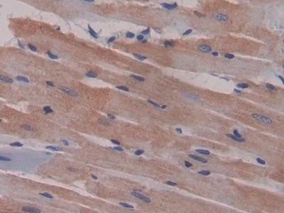Macrophage Inflammatory Protein 1 Gamma (MIP1g) Rat Polyclonal Antibody