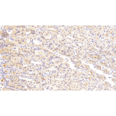 Laminin Alpha 2 (LAMa2) Mouse Polyclonal Antibody