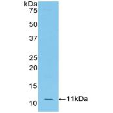 Monocyte Chemotactic Protein 5 (MCP5) Mouse Polyclonal Antibody