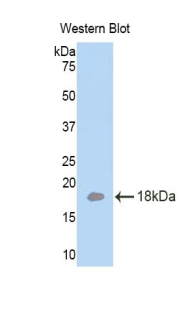 Laminin Alpha 4 (LAMa4) Mouse Polyclonal Antibody