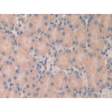 Laminin Alpha 4 (LAMa4) Mouse Polyclonal Antibody